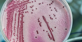 Chris Mee Group Legionella